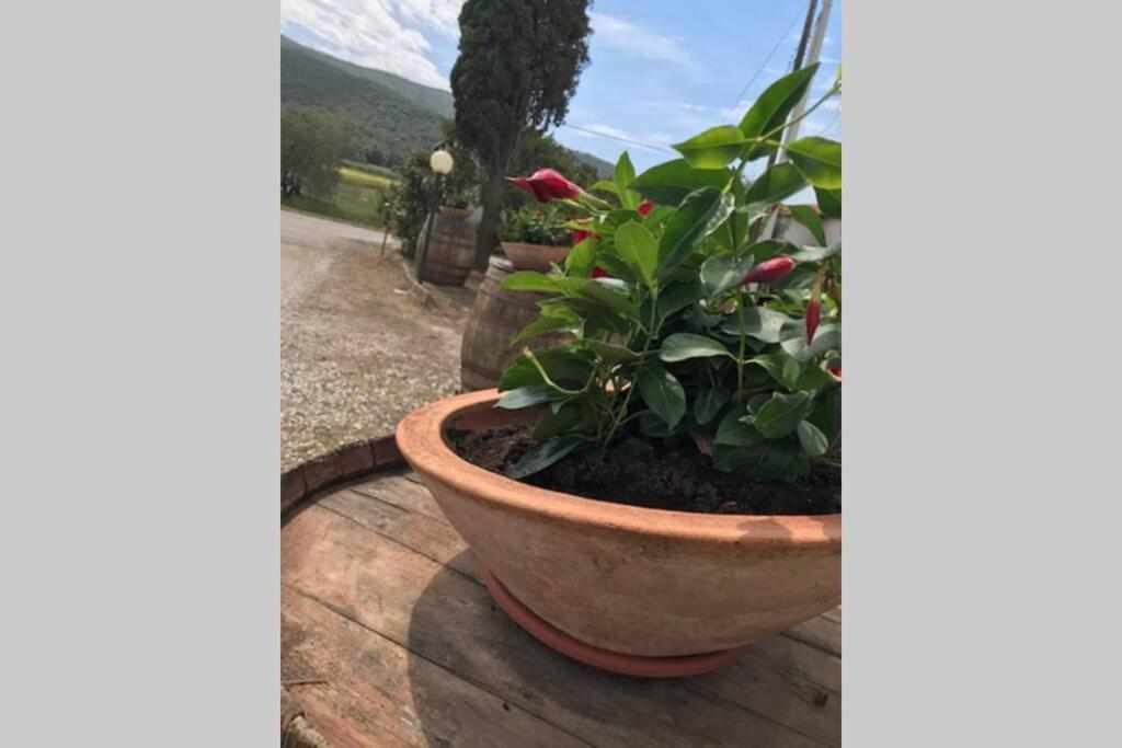 Il Salicchio App.benedetta